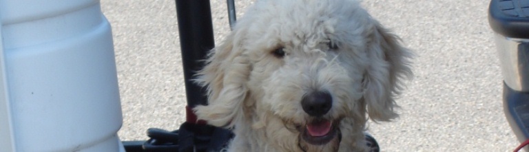 Super English Goldendoodle
