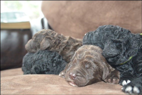 Goldendoodle Puppies - Newborn