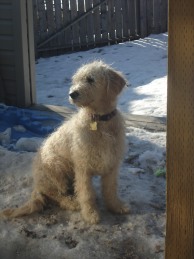  Goldendoodles with poodle-like coats shed rarely or not at all.