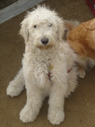 Beautiful Goldendoodle face like a Teddy Bear